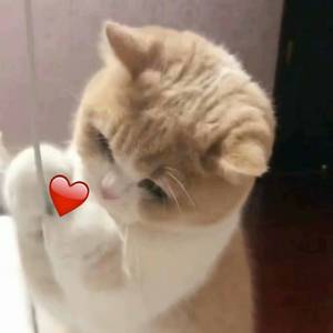 三级黄色A片免费看
